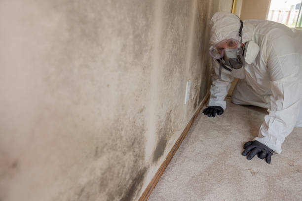 Best Comprehensive Air Testing for Mold Contaminants  in Wilson, OK