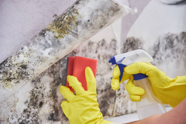 Professional Mold Removal & Remediation in Wilson, OK